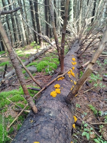 Bright yellow brain fungus growing on a fallen rotting log in a coniferous forest