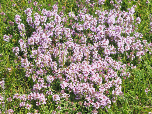 Wild thyme (Thymus serpyllum) growing in a natural summer meadow