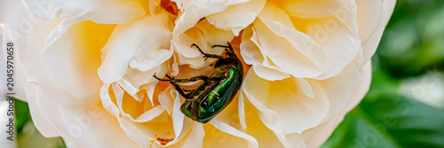 Obraz na plátně Beetle climbs inside peony flower under soft sunlight in a garden during spring