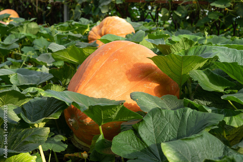 фотографія Giant pumpkins growing in an autumn farm greenhouse