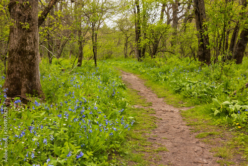 Принти на полотні A Hiking Trail In The Woods During Spring with Blue Bell Wildflowers