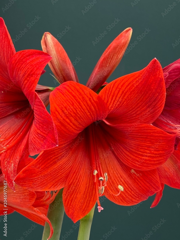 Fototapeta premium Bright red flowers bloom indoors on a green background during daylight hours in a home setting