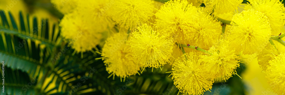 Obraz premium Bright yellow flowers bloom in a garden, showing clusters of round shapes against green leaves during spring