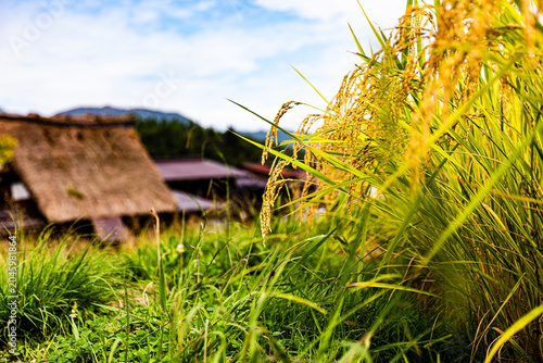 Bild auf Leinwand Oryza sativa, rice field in Shirakawa-go