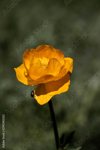 Bright yellow wildflower in bloom with a soft, dark green bokeh background ideal for botanical themes.