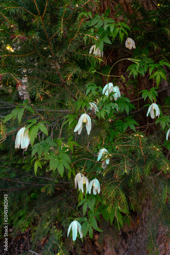 Close-up of delicate drooping white blossoms hanging from green stems in a natural woodland habitat.