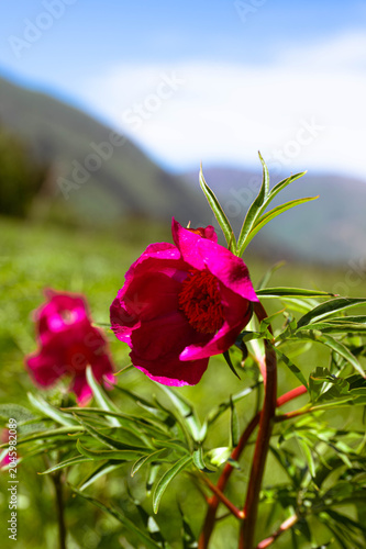 Vivid magenta flower in the foreground with a scenic alpine valley and blue sky in the bokeh background.
