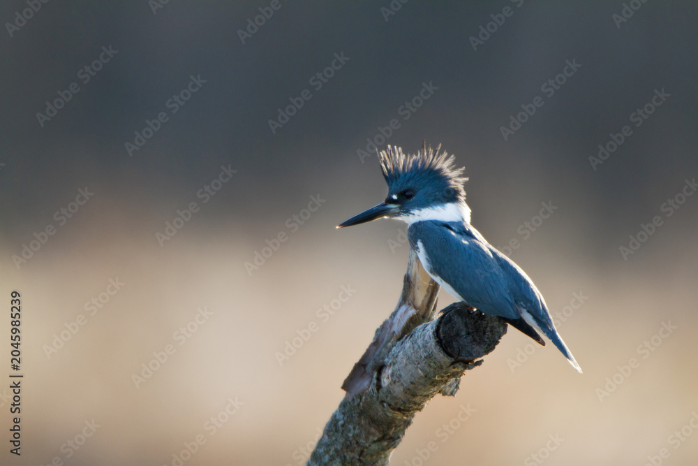 Fototapeta premium 01186-00918 Belted Kingfisher (Ceryle alcyon) male at wetland, Marion Co., IL