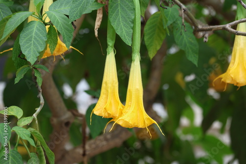 Yellow Angel's Trumpet (Brugmansia) flowers hanging from branches with green leaves