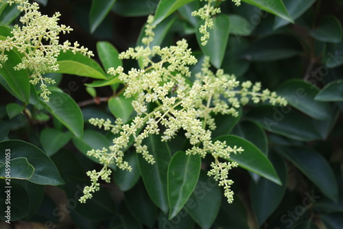 Fotografie Glossy privet (Ligustrum lucidum) hedge showing dense green foliage and expansiv