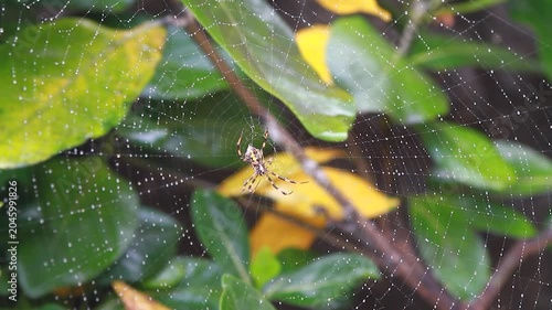 A spider resting in the center of a dewcovered orb web among green and yellow leaves