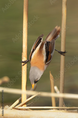 Bearded Reedling - Panurus biarmicus climbing headfirst down vertical reeds in a wetland habitat at El Taray, Spain. Vertical.