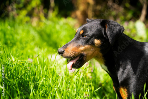 Bild auf Leinwand A playful dog chews grass outdoors in bright spring sunlight