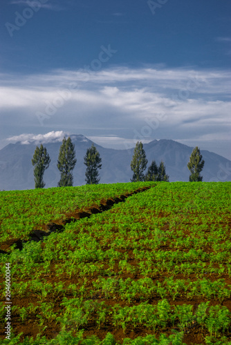 фотографія Vibrant terraced fields stretch across rolling hills