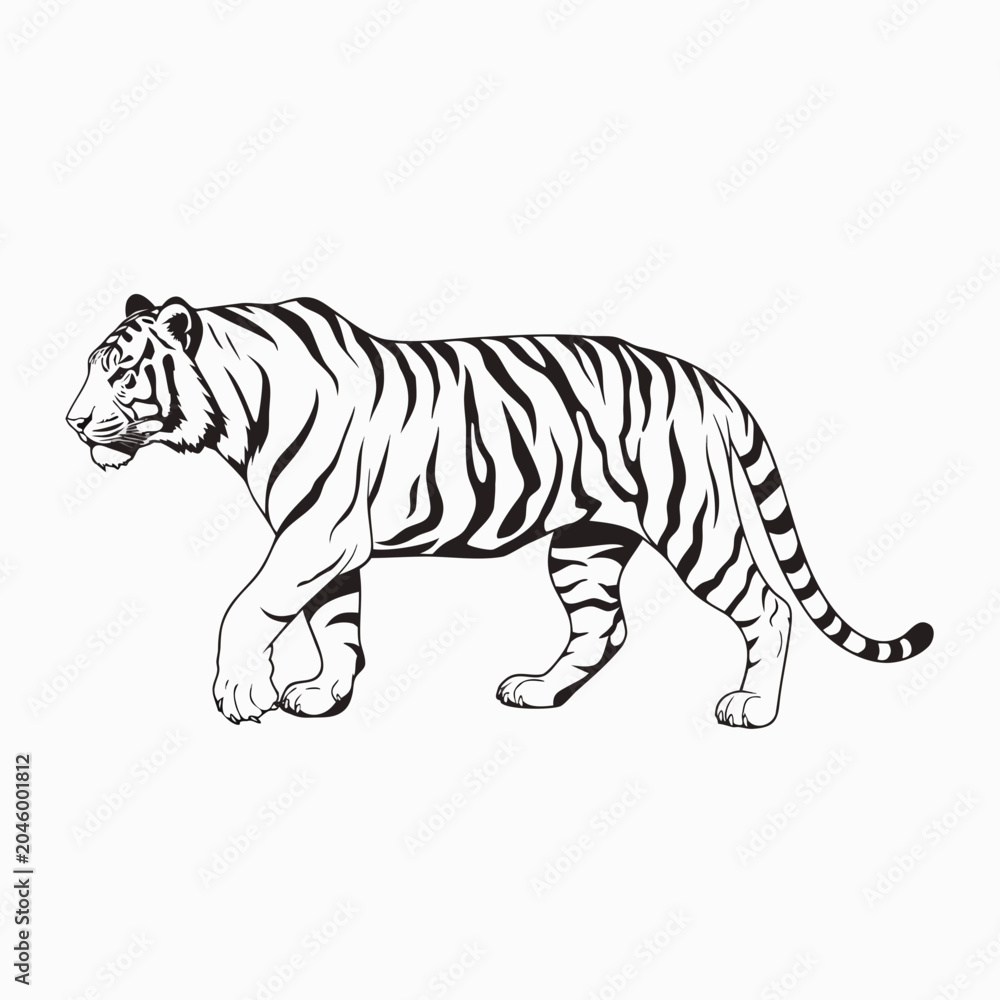 Fototapeta premium Tiger walking vector illustration, powerful big cat in black and white, wildlife animal predator graphic.