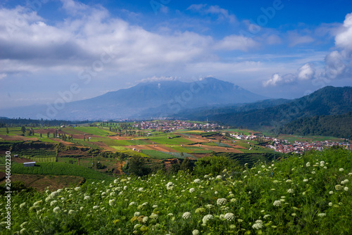 фотографія Vibrant terraced fields stretch across rolling hills