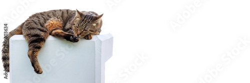 Tabby cat sleeping with hanging paw and tail, isolated against a white background with large copy space. 
