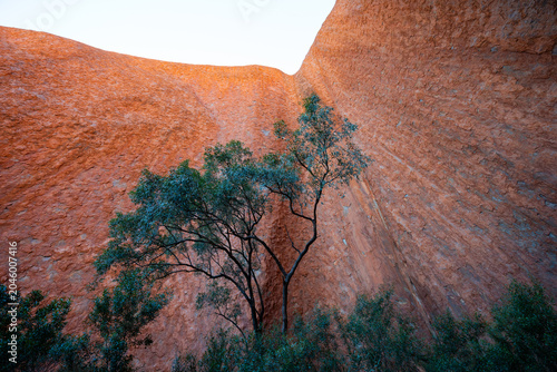 View of a tree under the red canyon.