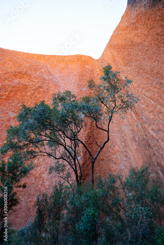 View of a tree under the red canyon.