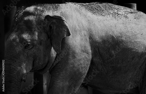 Photography Elephant
