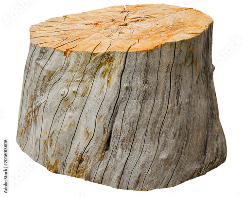 Fotografi Stump isolated. Remains of a felled tree. Tree stump