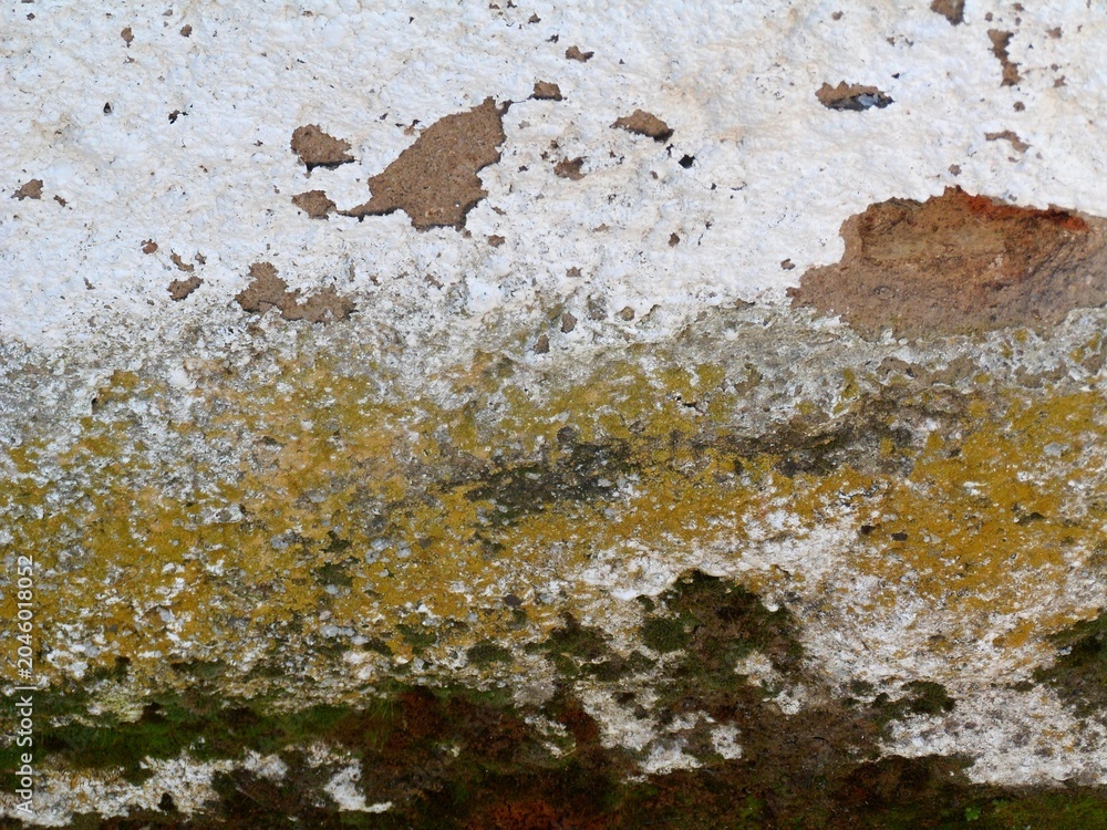 Fototapeta premium Weathered wall texture showing peeling paint and moss