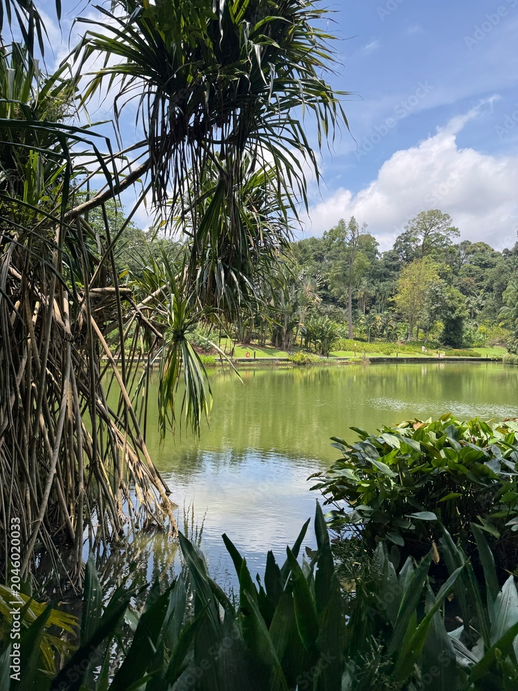 Obraz premium Scenic view of the lush tropical landscape inside the famous Singapore Botanic Gardens, famous green public park