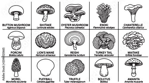 Bild auf Leinwand Mushroom icons, 16 types of fungi, edible mushroom illustrations, black and whit