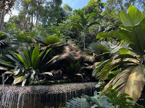 Scenic view of the lush tropical landscape inside the famous Singapore Botanic Gardens, famous green public park