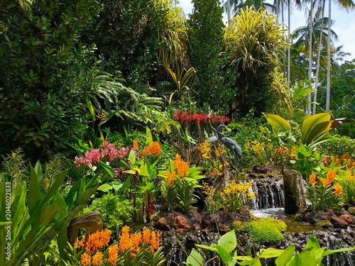 Beautiful exotic orchid flowers blooming in a lush tropical garden environment in Singapore National Orchid Garden. The Singapore Botanic Gardens, Singapore, South East Asia. 
