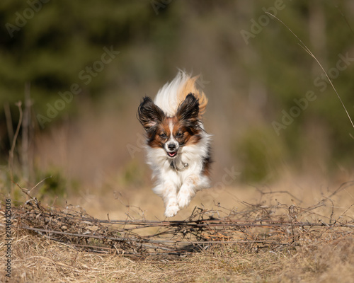 Photos Glücklicher Hund in Bewegung