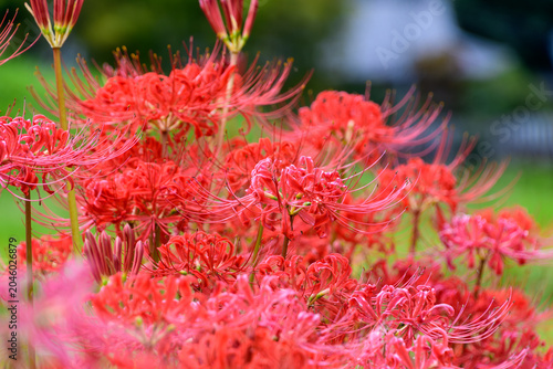 Schilderij op canvas Vibrant red spider lilies blooming beautifully in the field during autumn season