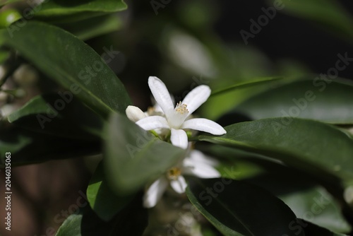 White tangerine flowers of a tree