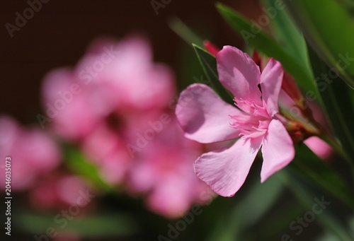Nerium oleander flower close up