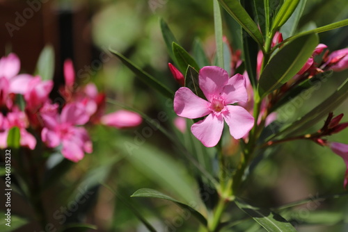 Nerium oleander flower close up
