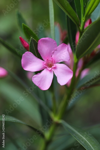 Nerium oleander flower close up