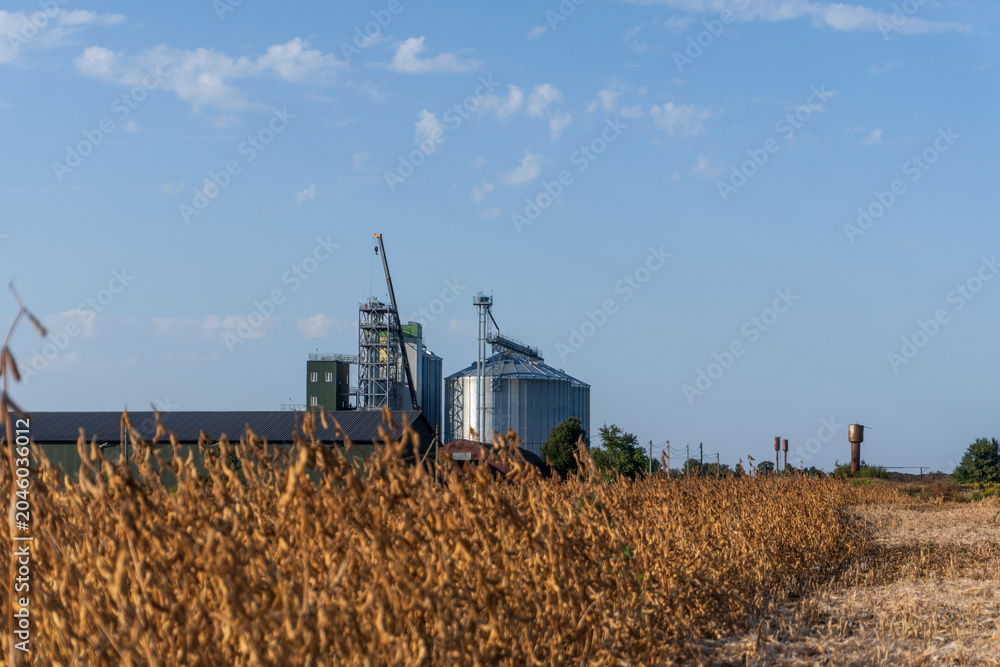 Fototapeta premium View of a Farm With Grain Silos and a Field of Crops During a Clear Day in Autumn, Showcasing Agricultural Activity and Rural Landscape