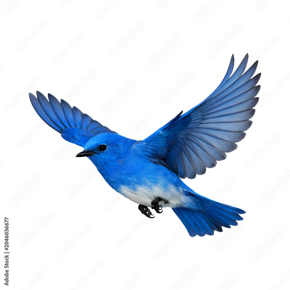 Obraz premium Blue Winged Bird Flying in Sky