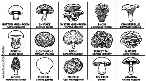Fotografija Mushroom icons, fungi illustrations, 16 types, black and white vector graphics,