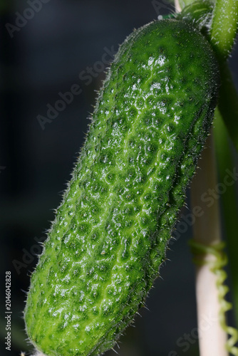Schilderij op canvas Gurken,  Cucumis sativus, Gewürzgurkensorte