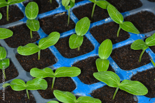 Foto Gurken,  Cucumis sativus, Gurkenkeimlinge in Pflanztöpfchen.