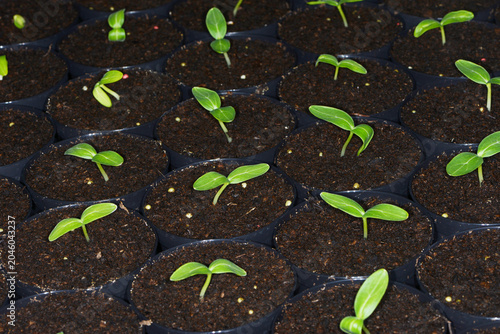 Canvastavla Gurken,  Cucumis sativus, Gurkenkeimlinge in Pflanztöpfchen.
