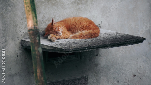 Orange cat sleeping on shelf.