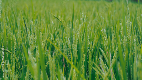 Green grass field landscape view.