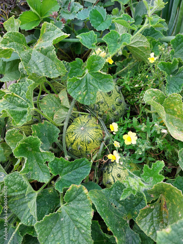 Konstfotografi Horngurke, Hornmelone,  Cucumis metuliferus