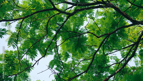Green leaves on tree branches.