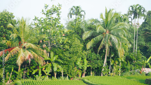 Tropical palm trees in forest.