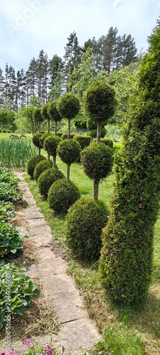 Thujas trimmed into balls in a stick, beautiful topiary figures in the garden, niwaki from smaragd thuja.