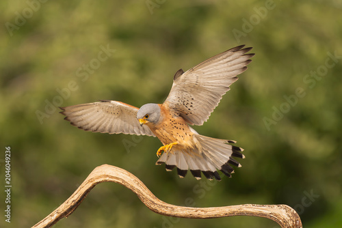 Lesser Kestrel (Falco naumanni) landing on a branch in El Taray, Spain. Male bird with wings spread open.
