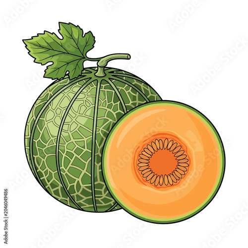 Juicy Cantaloupe Melon Illustration - A Fresh and Ripe Fruit Slice
